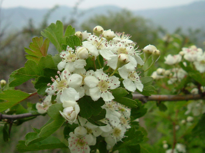 Crataegus monogyna